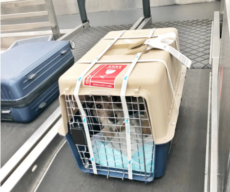萍乡宠物托运 宠物托运公司 机场宠物托运 宠物空运